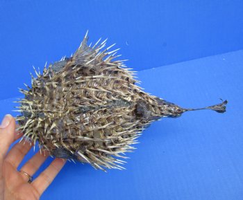 9-3/4 by 6 inches Hanging Dried Porcupine Fish for Sale <font color=red> With Very Sharp Spines </font> - Buy for $14.99