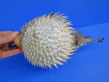 9-3/4 by 6 inches Hanging Dried Porcupine Fish for Sale <font color=red> With Very Sharp Spines </font> - Buy for $14.99