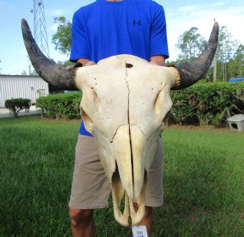Bison Skull, American Buffalo Skull, 23-1/4 inches wide  - Buy this one for $144.99 (Requires Large Box)