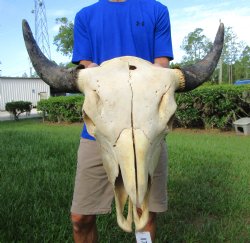 Bison Skull, American Buffalo Skull, 23-1/4 inches wide  - Buy this one for $144.99 (Requires Large Box)