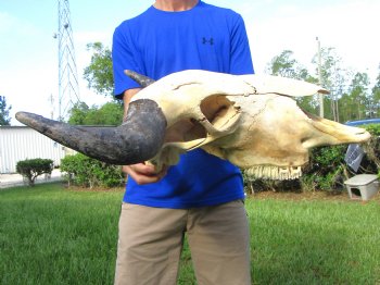 Bison Skull, American Buffalo Skull, 23-1/4 inches wide  - Buy this one for $144.99 (Requires Large Box)