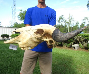 Bison Skull, American Buffalo Skull, 23-1/4 inches wide  - Buy this one for $144.99 (Requires Large Box)