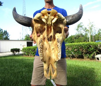 Bison Skull, American Buffalo Skull, 23-1/4 inches wide  - Buy this one for $144.99 (Requires Large Box)