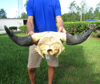 Bison Skull, American Buffalo Skull, 23-1/4 inches wide  - Buy this one for $144.99 (Requires Large Box)