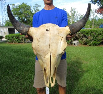 Bison Skull, American Buffalo Skull, 24 inches wide  - Buy this one for $144.99 (Requires Large Box)