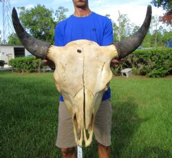 Bison Skull, American Buffalo Skull, 24 inches wide  - Buy this one for $144.99 (Requires Large Box)
