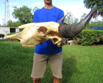 Bison Skull, American Buffalo Skull, 24 inches wide  - Buy this one for $144.99 (Requires Large Box)