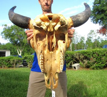 Bison Skull, American Buffalo Skull, 24 inches wide  - Buy this one for $144.99 (Requires Large Box)