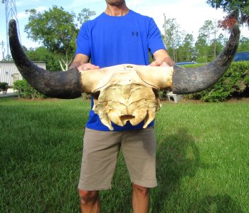 Bison Skull, American Buffalo Skull, 24 inches wide  - Buy this one for $144.99 (Requires Large Box)
