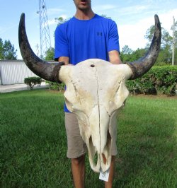 Large Bison Skull, American Buffalo Skull, 25 inches wide (<font color=red> Discount Skull with hole in back) </font>- Buy this one for $99.99 (Requires Large Box)