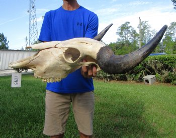 Large Bison Skull, American Buffalo Skull, 25 inches wide (<font color=red> Discount Skull with hole in back) </font>- Buy this one for $99.99 (Requires Large Box)