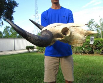Large Bison Skull, American Buffalo Skull, 25 inches wide (<font color=red> Discount Skull with hole in back) </font>- Buy this one for $99.99 (Requires Large Box)