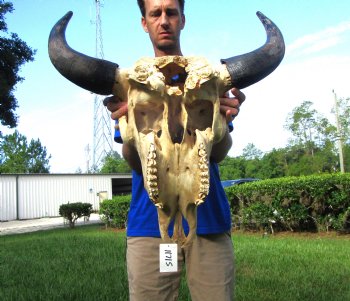 Large Bison Skull, American Buffalo Skull, 25 inches wide (<font color=red> Discount Skull with hole in back) </font>- Buy this one for $99.99 (Requires Large Box)
