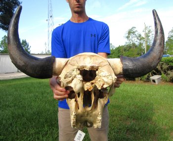 Large Bison Skull, American Buffalo Skull, 25 inches wide (<font color=red> Discount Skull with hole in back) </font>- Buy this one for $99.99 (Requires Large Box)