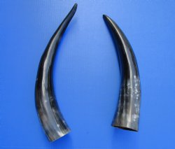2 Polished Cow Horns for Sale 15 and 17 inches - Buy the 2 pictured for $29.99