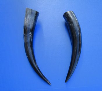2 Polished Cow Horns for Sale 15 and 17 inches - Buy the 2 pictured for $29.99