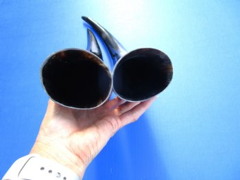 2 Polished Cow Horns for Sale 15 and 17 inches - Buy the 2 pictured for $29.99