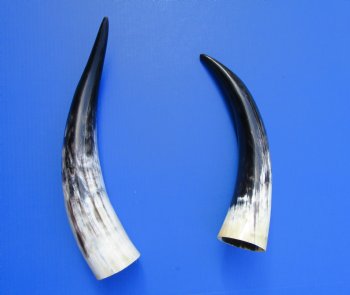 2 Polished Cow Horns for Sale 16-1/2 and 19-1/4 inches - Buy the 2 pictured for $29.99