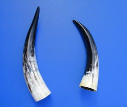 2 Polished Cow Horns for Sale 16-1/2 and 19-1/4 inches - Buy the 2 pictured for $29.99