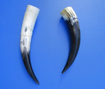 2 Polished Cow Horns for Sale 16-1/2 and 19-1/4 inches - Buy the 2 pictured for $29.99