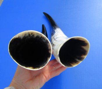 2 Polished Cow Horns for Sale 16-1/2 and 19-1/4 inches - Buy the 2 pictured for $29.99