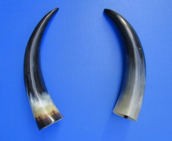 2 Polished Cow Horns for Sale 15-7/8 and 15-1/2 inches - Buy the 2 pictured for $29.99