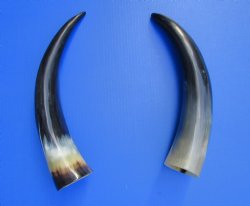 2 Polished Cow Horn...