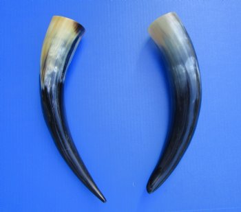 2 Polished Cow Horns for Sale 15-7/8 and 15-1/2 inches - Buy the 2 pictured for $29.99