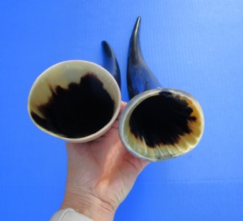 2 Polished Cow Horns for Sale 15-7/8 and 15-1/2 inches - Buy the 2 pictured for $29.99