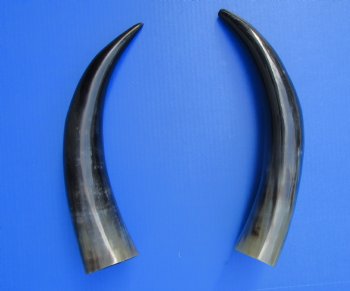 2 Polished Cow Horns for Sale 14-3/4 and 15-3/4 inches - Buy the 2 pictured for $29.99