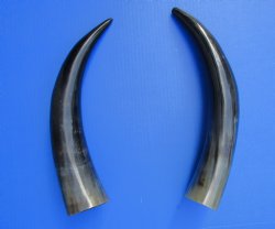 2 Polished Cow Horn...