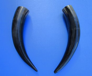 2 Polished Cow Horns for Sale 14-3/4 and 15-3/4 inches - Buy the 2 pictured for $29.99