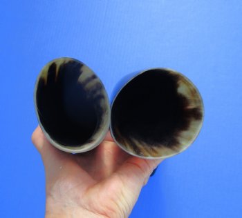 2 Polished Cow Horns for Sale 14-3/4 and 15-3/4 inches - Buy the 2 pictured for $29.99