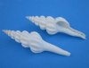 4 to 4-7/8 inches White Spindle Shells <font color=red> Wholesale</font> - 175 @ .55 eac