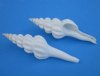4 to 5 inches White Spindle Shells for Sale, with Prominent Ridges for Crafts - Pack of 25 @ $1.00 each; Pack of 75 @ .88 each; 