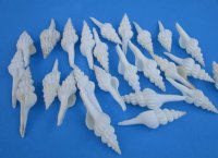 White Spindle Shells, Fusinus Forceps, 4 inches <font color=red> Wholesale</font> - 150 @ .63 each