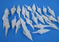 White Spindle Shells, Fusinus Forceps, 5 to 6 inches - 25 @ $1.60 each