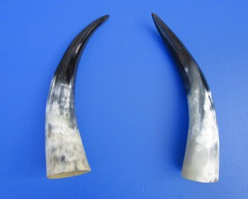 2 Polished Cow Horns for Sale 13-1/2 and 14-1/2 inches - Buy the 2 pictured for $28.99