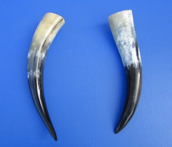 2 Polished Cow Horns for Sale 13-1/2 and 14-1/2 inches - Buy the 2 pictured for $28.99