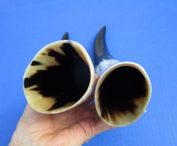 2 Polished Cow Horns for Sale 13-1/2 and 14-1/2 inches - Buy the 2 pictured for $28.99