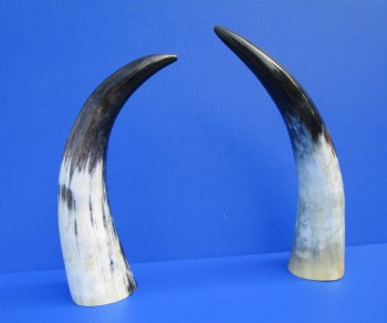 2 Polished Cow Horns for Sale 13-1/4 and 13-1/2 inches - Buy the 2 pictured for $28.99