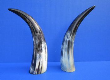2 Polished Cow Horns for Sale 13-1/4 and 13-1/2 inches - Buy the 2 pictured for $28.99