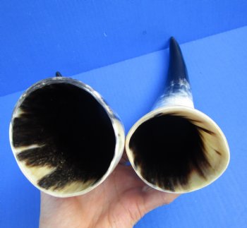 2 Polished Cow Horns for Sale 13-1/4 and 13-1/2 inches - Buy the 2 pictured for $28.99