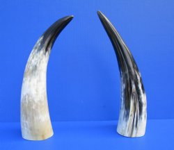 2 Polished Cow Horn...