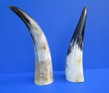 2 Polished Cow Horns for Sale 13 and 13-1/4 inches - Buy the 2 pictured for $28.99