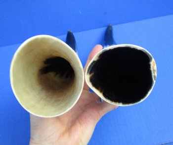 2 Polished Cow Horns for Sale 13 and 13-1/4 inches - Buy the 2 pictured for $28.99