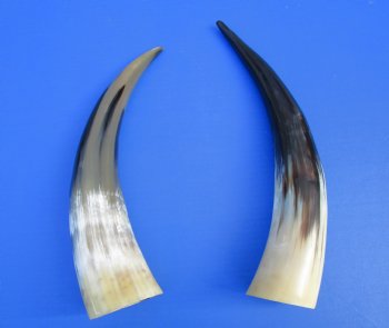 2 Polished Cow Horns for Sale 13-3/4 and 14-1/4 inches - Buy the 2 pictured for $28.99