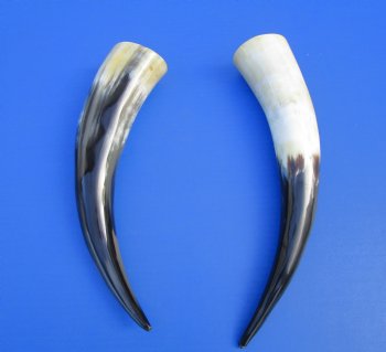 2 Polished Cow Horns for Sale 13-3/4 and 14-1/4 inches - Buy the 2 pictured for $28.99