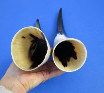 2 Polished Cow Horns for Sale 13-3/4 and 14-1/4 inches - Buy the 2 pictured for $28.99