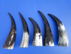 Five Polished Cow H...